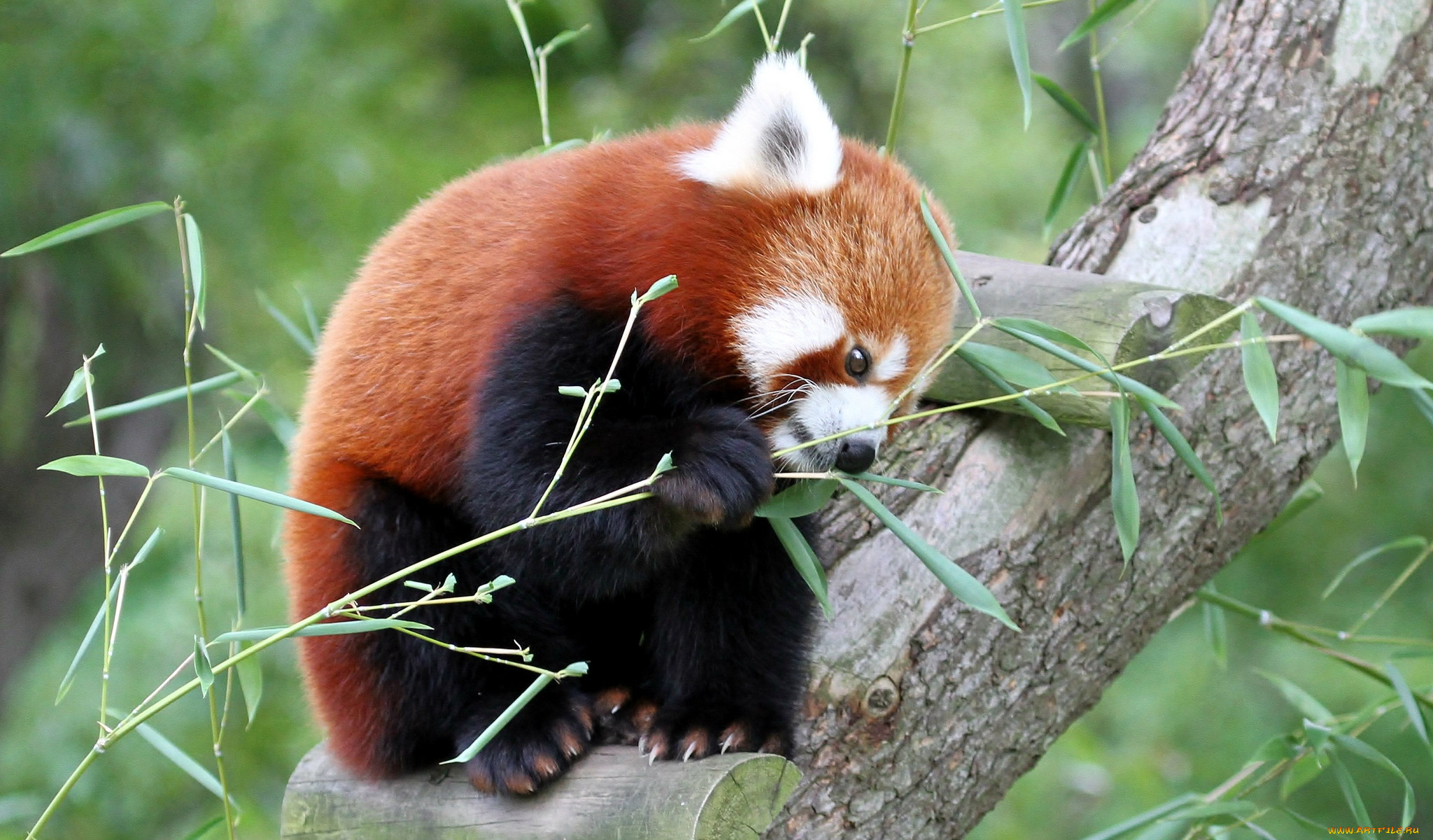 Красная бамбуковая Панда